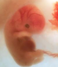 Развитие эмбриона по дням и неделям