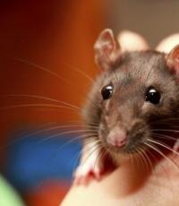 Suara apa yang dihasilkan tikus hias?